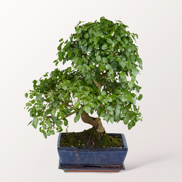 Bonsai Chinesischer Liguster, 10 Jahre