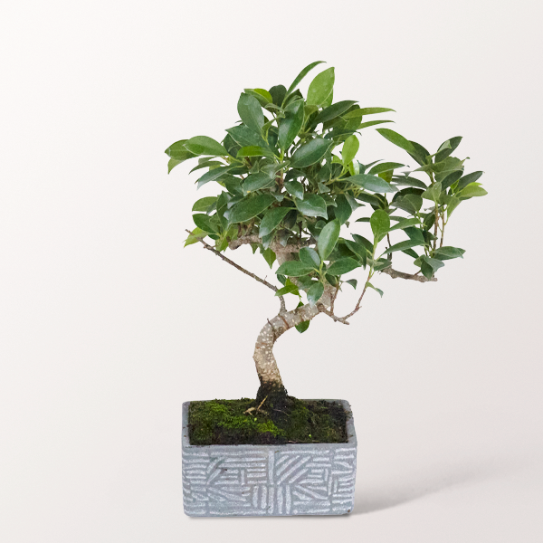 Bonsai Chinesische Feige im modernen Keramikgefäß, 6 Jahre