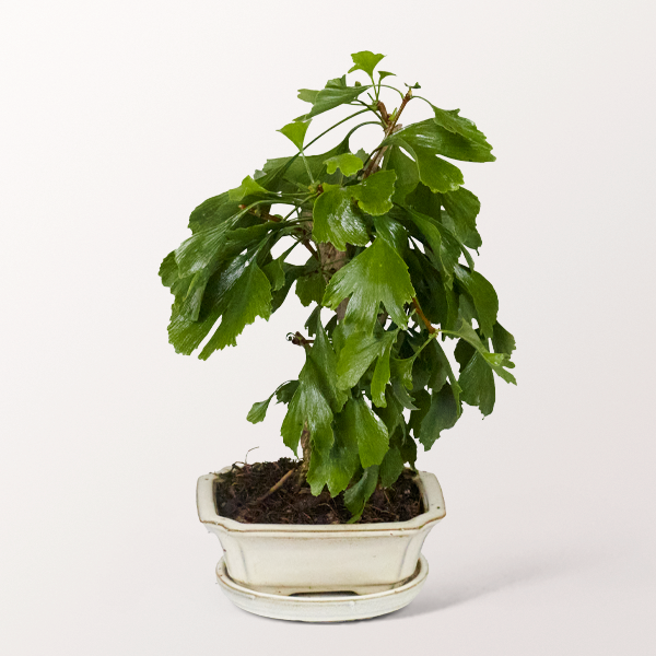 Bonsai Fächerblattbaum, 7 Jahre