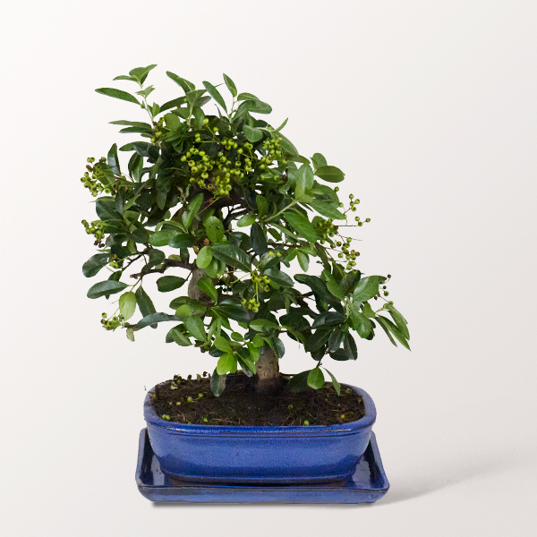 Bonsai Feuerdorn, 9 Jahre