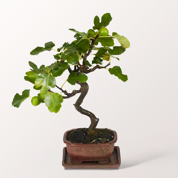 Bonsai Echte Feige, 8 Jahre