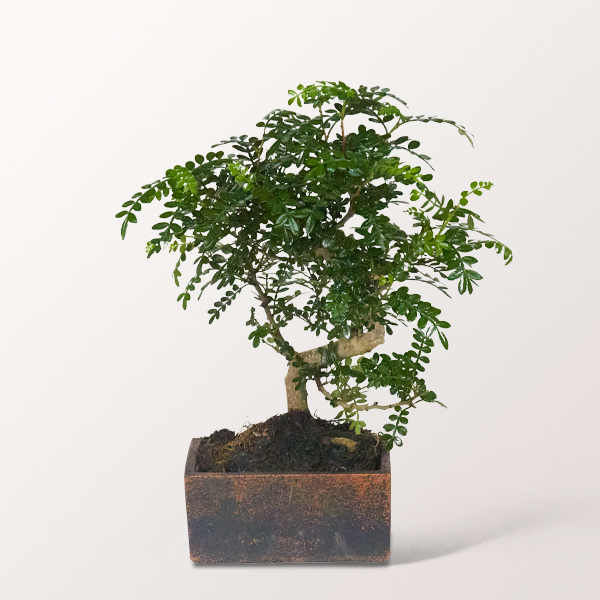 Bonsai Pfefferbaum im puristischen Keramikgefäß, 6 Jahre