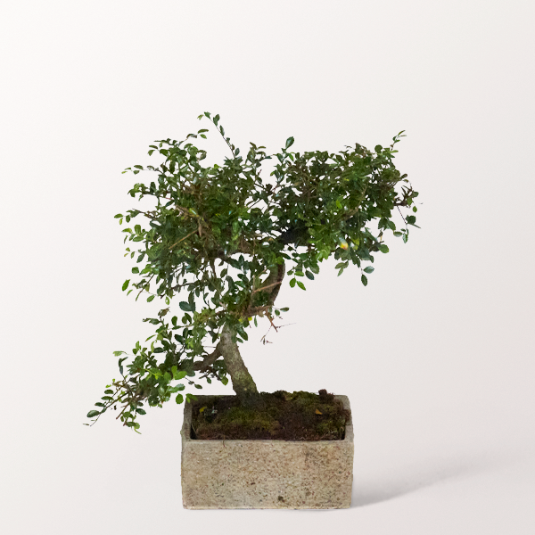 Bonsai Chinesische Ulme im zeitlosen Keramikgefäß, 6 Jahre