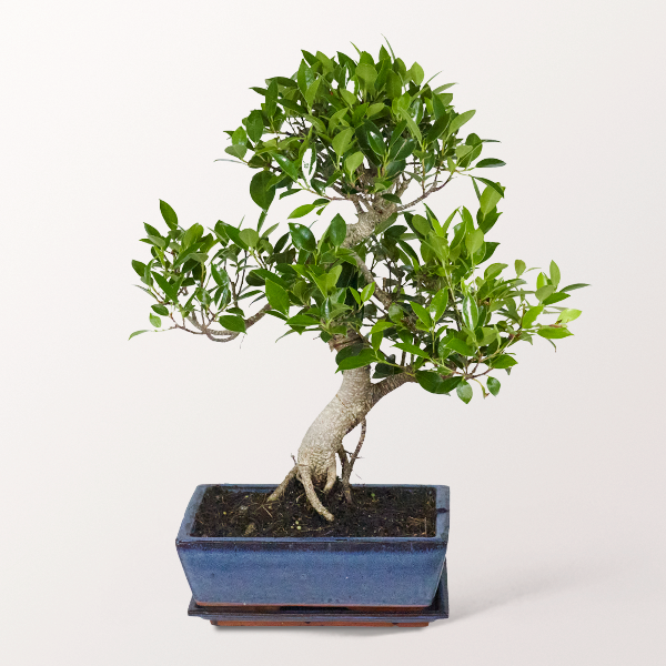 Bonsai Chinesische Feige, 10 Jahre