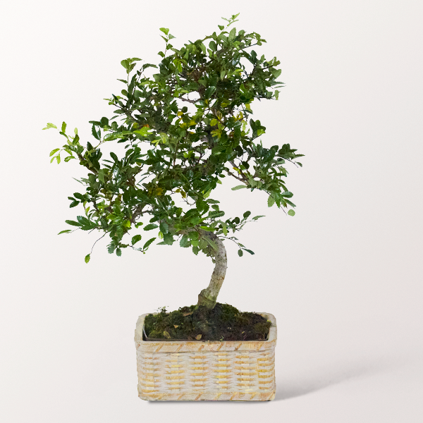 Bonsai Chinesische Ulme im hübschen Keramikgefäß, 6 Jahre