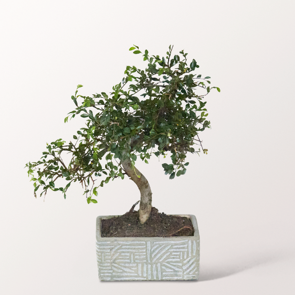 Bonsai Chinesische Ulme im hellen Keramikgefäß, 6 Jahre