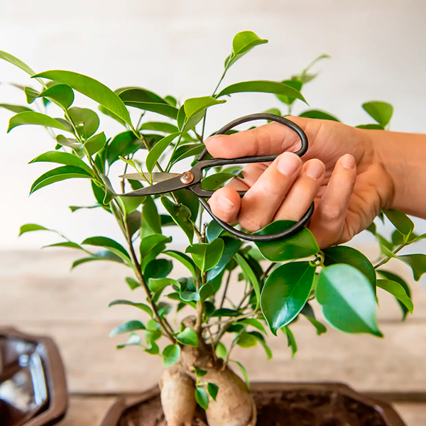Bonsai-Schere, Größe S