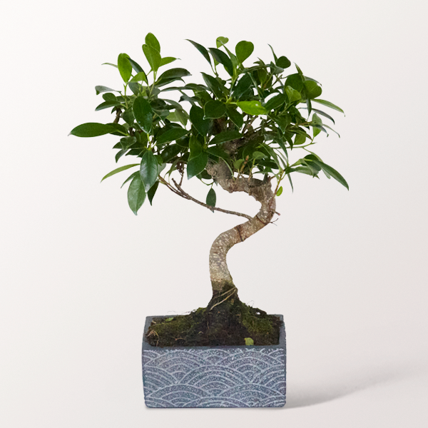 Bonsai Chinesische Feige im orientalischen Keramikgefäß, 6 Jahre