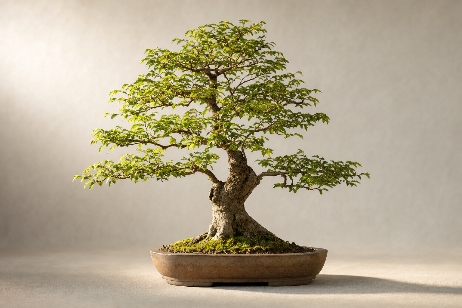 Zelkova Bonsai