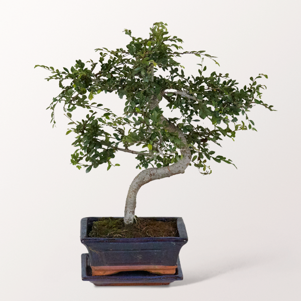 Bonsai Chinesische Ulme, 6 Jahre