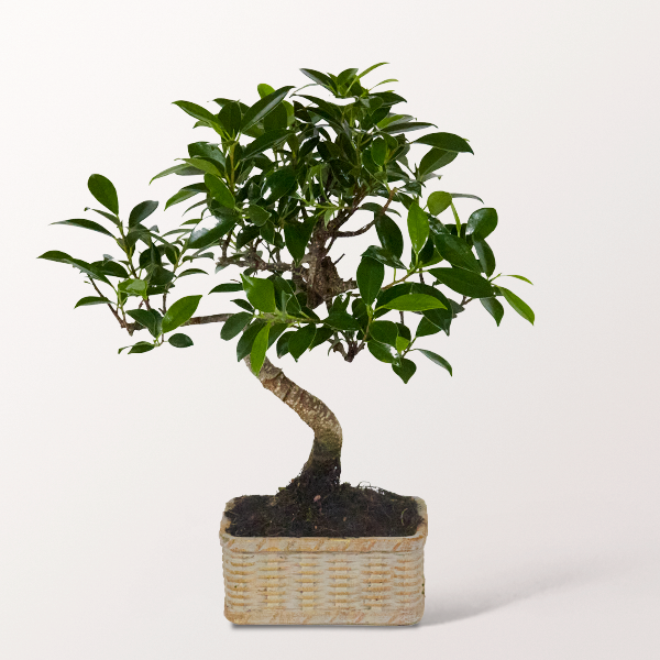 Bonsai Chinesische Feige im hübschen Keramikgefäß, 6 Jahre
