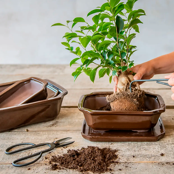 Bonsai-Wurzelkralle