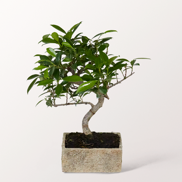 Bonsai Chinesische Feige im zeitlosen Keramikgefäß, 6 Jahre