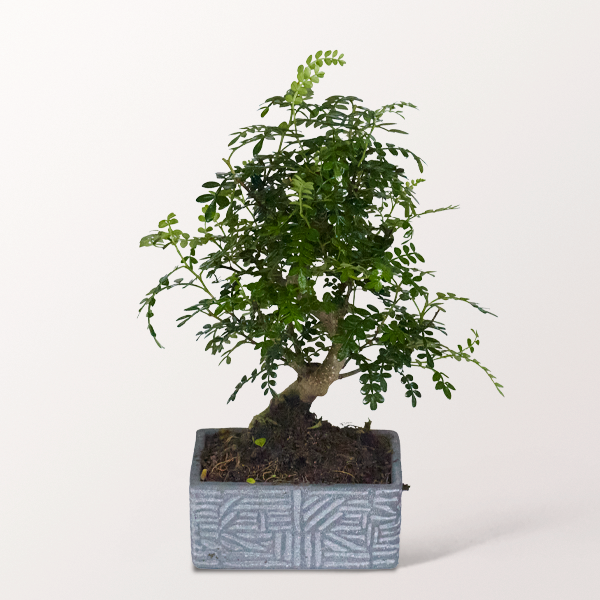 Bonsai Pfefferbaum im hellen Keramikgefäß, 6 Jahre