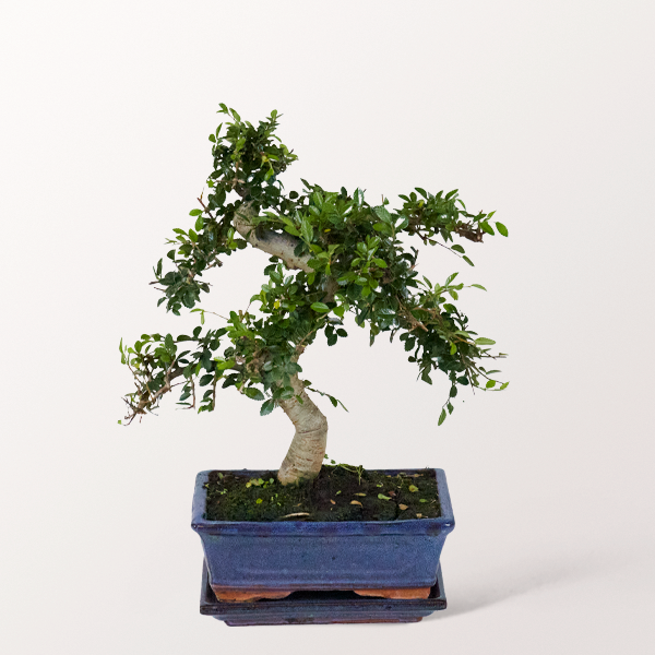 Bonsai Chinesische Ulme, 8 Jahre