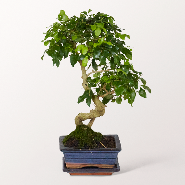 Bonsai Chinesischer Liguster, 6 Jahre