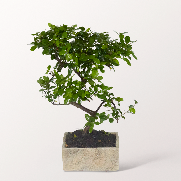 Bonsai Sageretie im zeitlosen Keramikgefäß, 6 Jahre