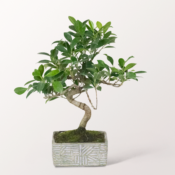 Bonsai Chinesische Feige im hellen Keramikgefäß, 6 Jahre
