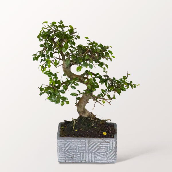 Bonsai Chinesische Ulme im modernen Keramikgefäß, 6 Jahre