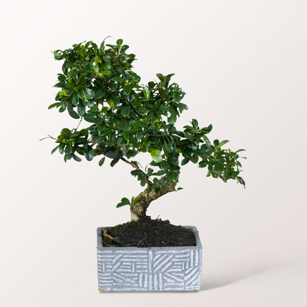 Bonsai Fukientee im modernen Keramikgefäß, 6 Jahre