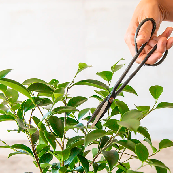Bonsai-Schere, schmal