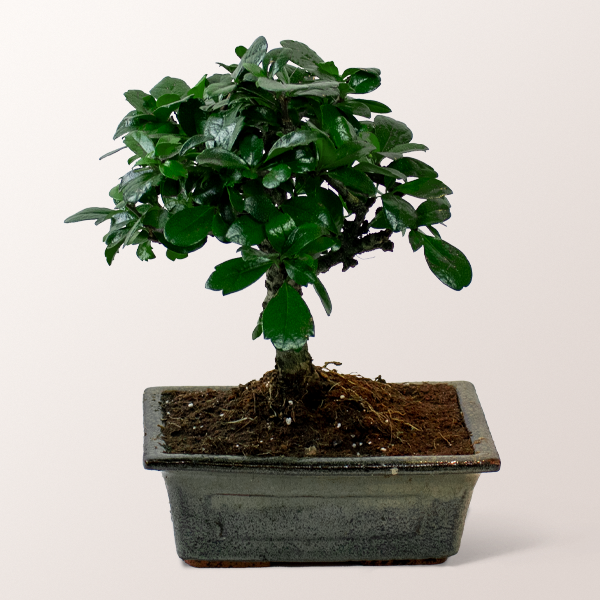 Bonsai Carmona Fukientee im Keramiktopf