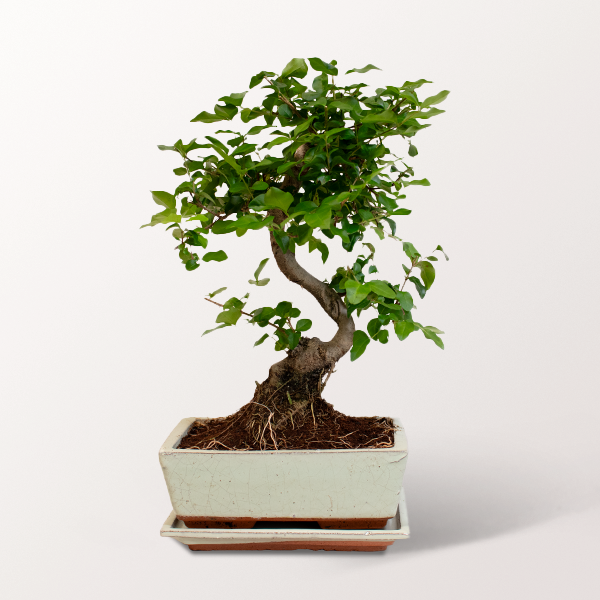 Großer Bonsai Ligustrum im Keramiktopf