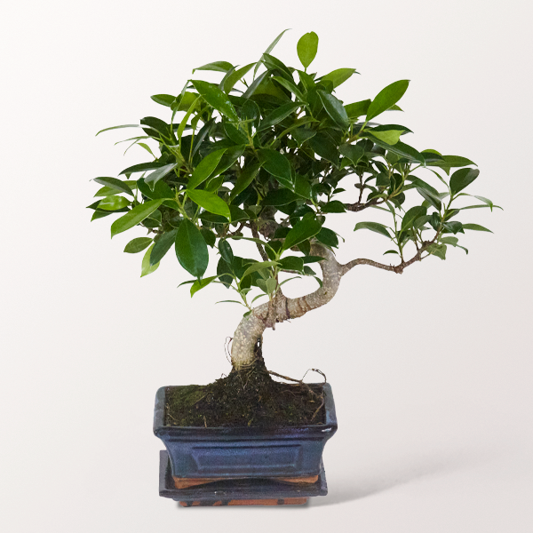 Bonsai Chinesische Feige, 6 Jahre