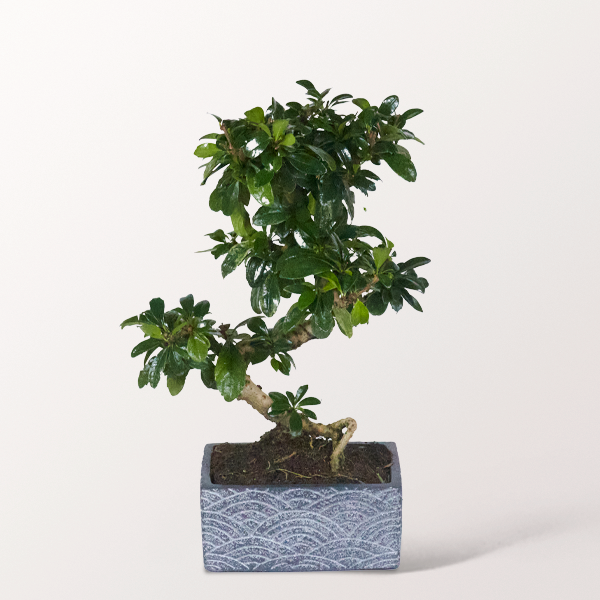 Bonsai Fukientee im orientalischen Keramikgefäß, 6 Jahre