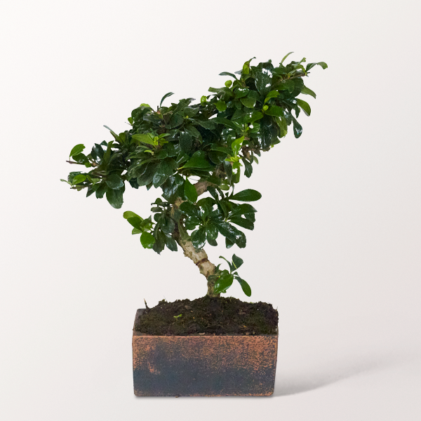 Bonsai Fukientee im puristischen Keramikgefäß, 6 Jahre Bonsai Fukientee im puristischen Keramikgefäß, 6 Jahre
