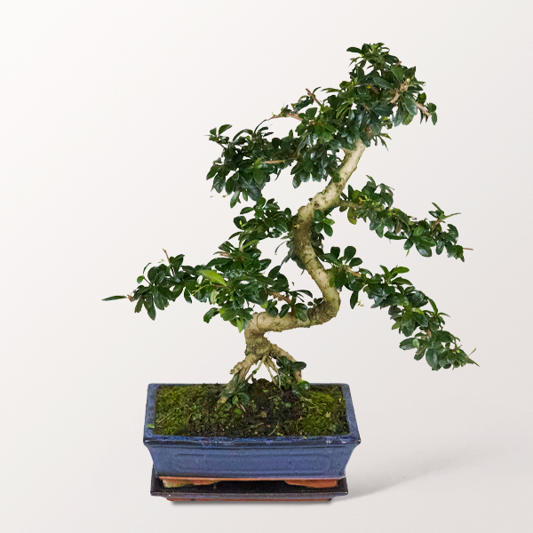 Bonsai Fukientee, 10 Jahre