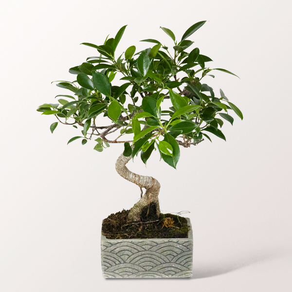 Bonsai Chinesische Feige im verspielten Keramikgefäß, 6 Jahre
