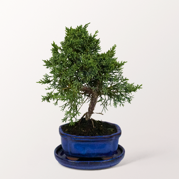 Bonsai Chinesischer Wachholder, 7 Jahre