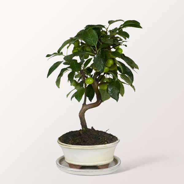 Bonsai Zierapfel, 7 Jahre