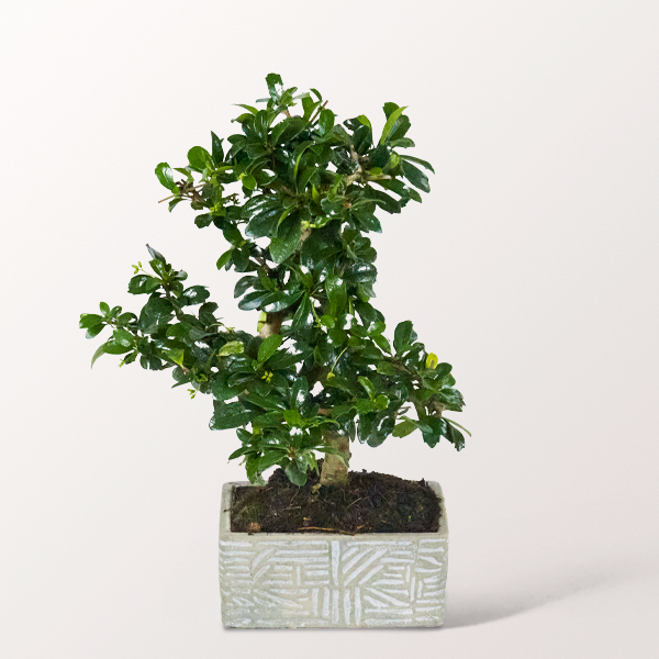 Bonsai Fukientee im hellen Keramikgefäß, 6 Jahre
