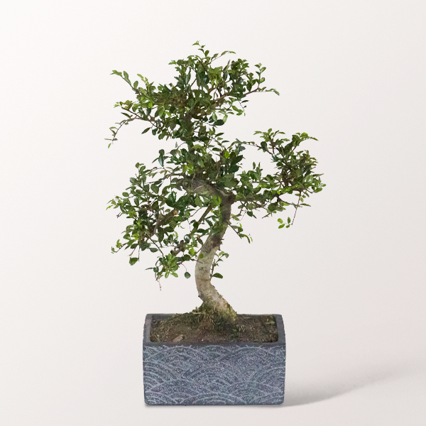 Bonsai Chinesische Ulme im orientalischen Keramikgefäß, 6 Jahre