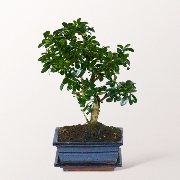 Bonsai Fukientee, 5 Jahre