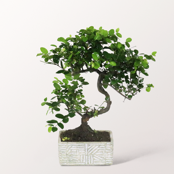 Bonsai Sageretie im hellen Keramikgefäß, 6 Jahre