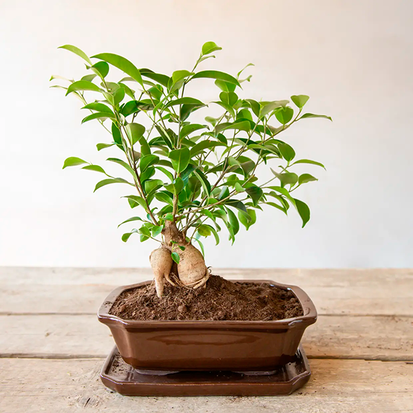 Bonsai-Untersetzer rechteckig, Größe L