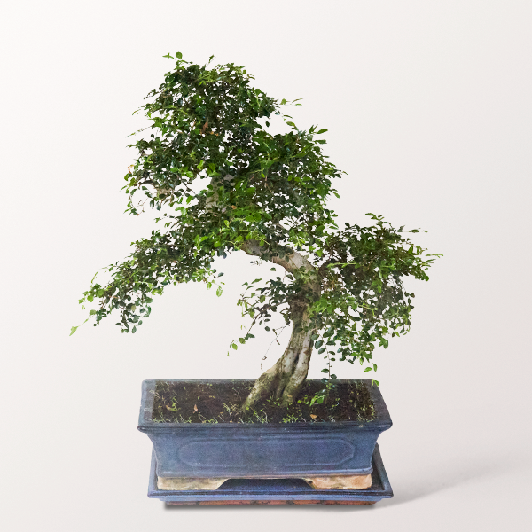 Bonsai Chinesische Ulme, 16 Jahre Bonsai Chinesische Ulme, 16 Jahre