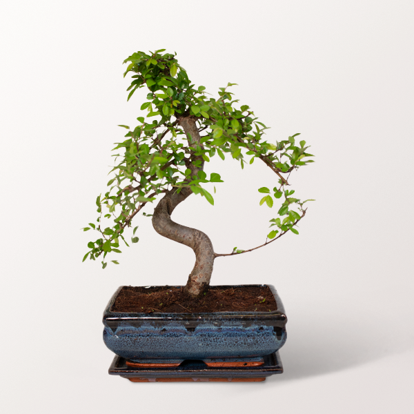 Bonsai Zelkova im blauen Keramiktopf Größe L