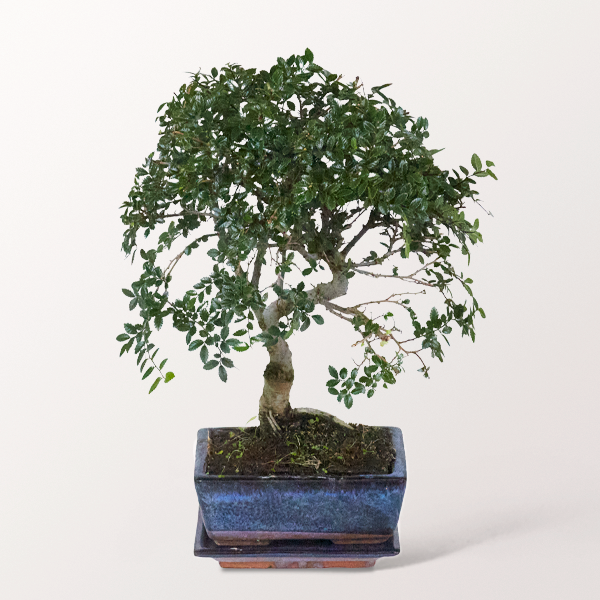 Bonsai Chinesische Ulme, 5 Jahre