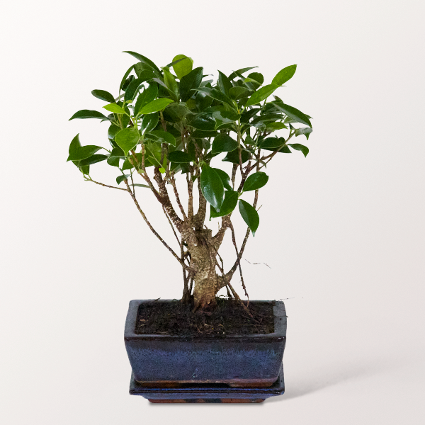 Bonsai Chinesische Feige, 5 Jahre