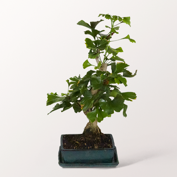Bonsai Fächerblattbaum, 13 Jahre
