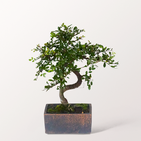 Bonsai Chinesische Ulme im puristischen Keramikgefäß, 6 Jahre
