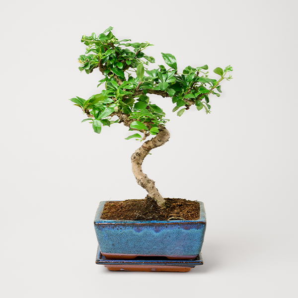 Bonsai Zelkova im blauen Keramiktopf Größe M