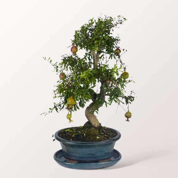 Bonsai Echter Granatapfel, 12 Jahre