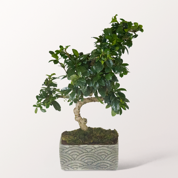 Bonsai Fukientee im verspielten Keramikgefäß, 6 Jahre