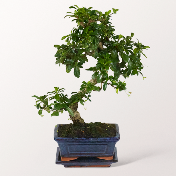 Bonsai Fukientee, 6 Jahre Bonsai Fukientee, 6 Jahre