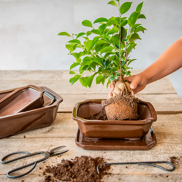 Bonsai-Schale rechteckig, Größe S